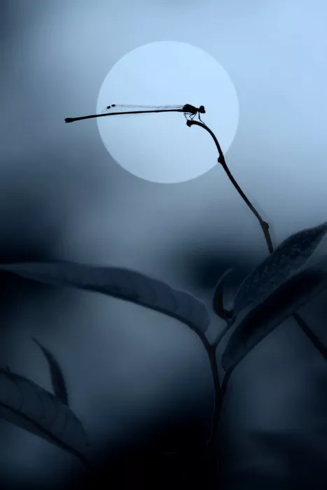 Arifuddin, Ridho: damselfly silhouette
