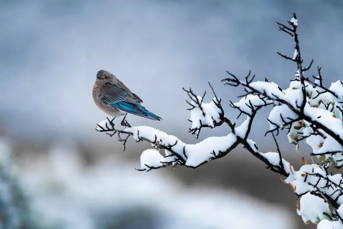 Xu, Mei: Blauer Vogel an einem Schneetag