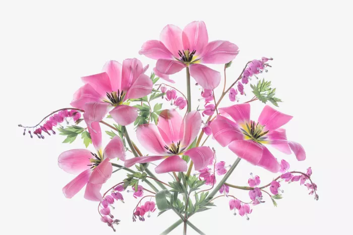 Jacobs, Lydia: Fascino rosa primaverile