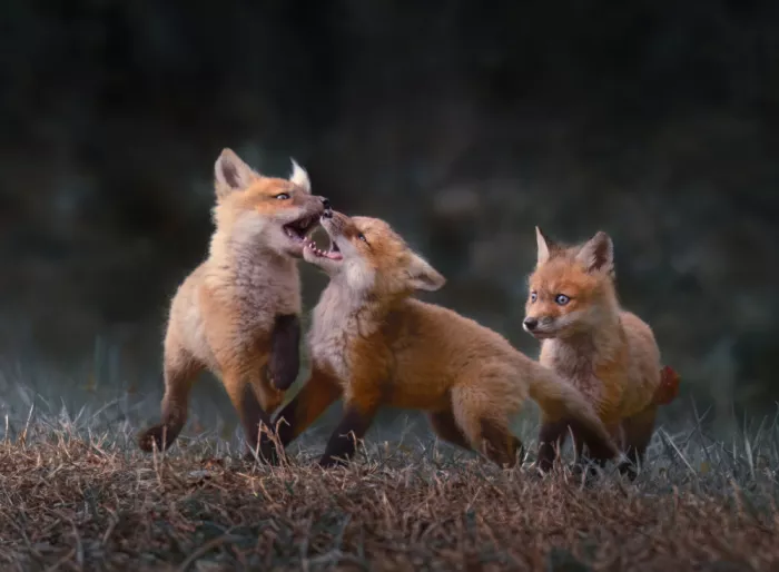 Xu, Wei: Playing