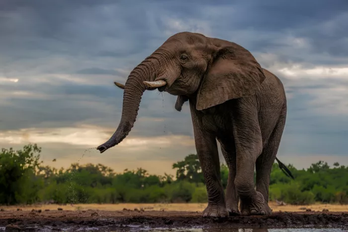 Zuo, Jun: Elefante bebiendo