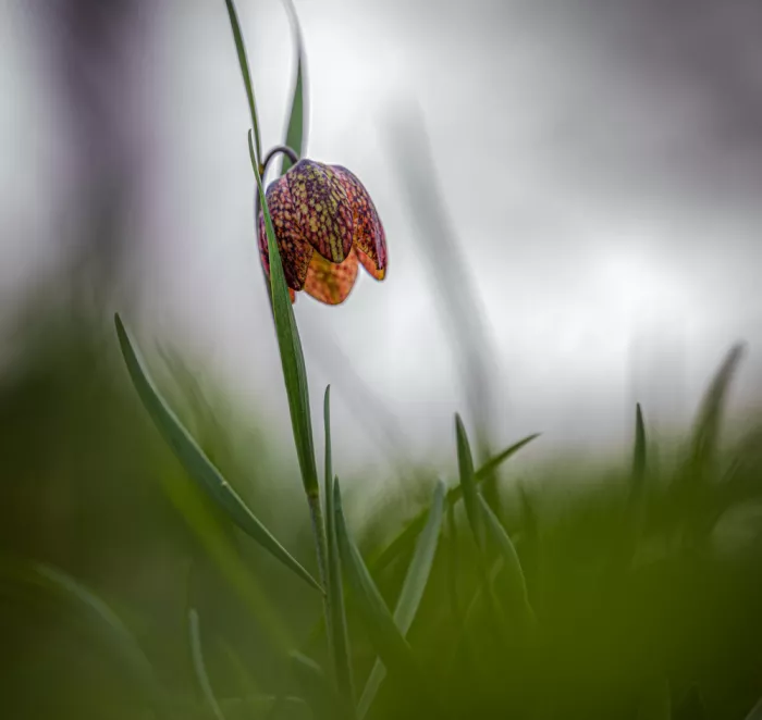 Barboni, Sergio: Fritillaria
