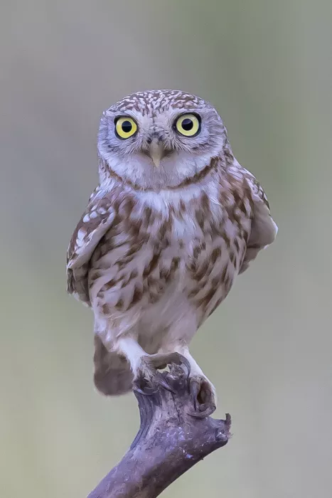 Mizrachy, Haim: LITTLE OWL MODELING