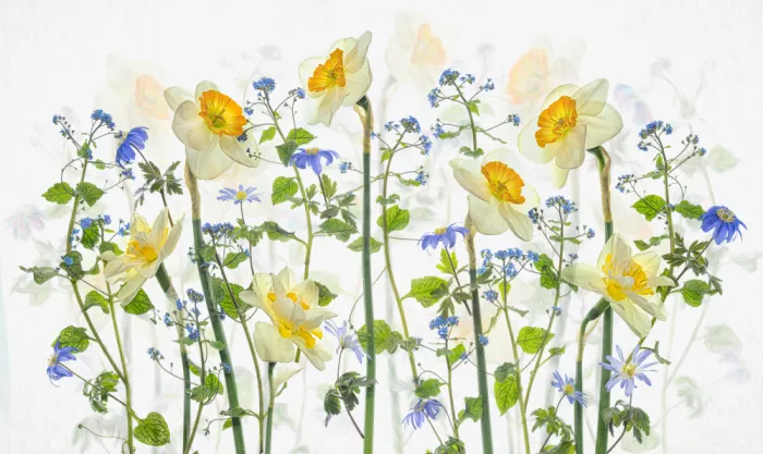 Jacobs, Lydia: Sign of Spring