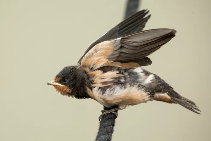 Keizer, Annie: Una golondrina joven: lista para volar.