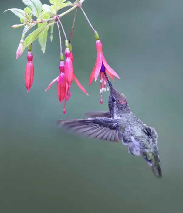 Huang, Xiaojian: Blumensammler