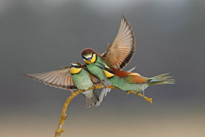 levi, nissim: bee eater