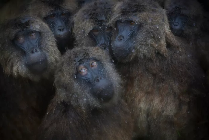 Marchegiani, Roberto: Gelada Baboons Under the Rain