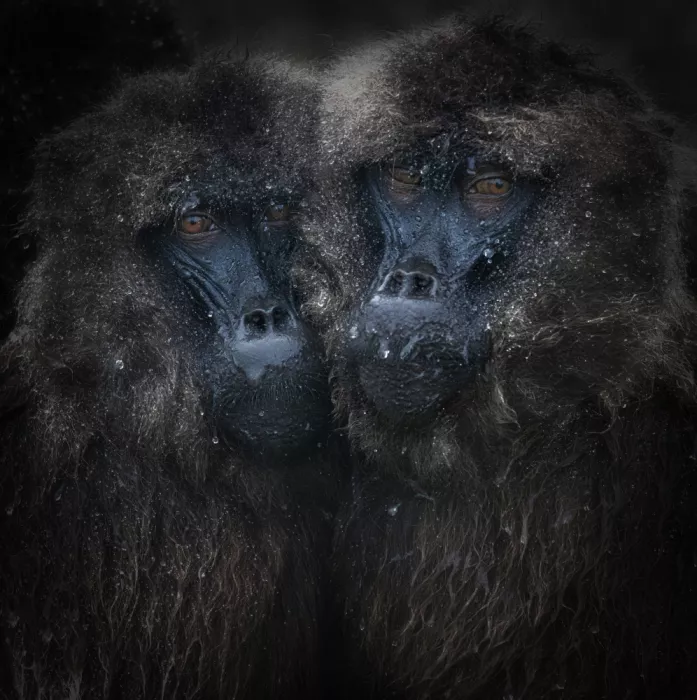 Marchegiani, Roberto: Gelada Baboons Under the Rain