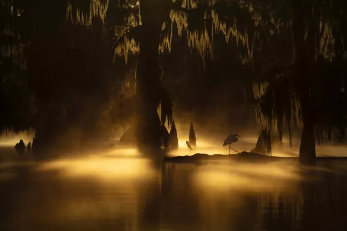 Marchegiani, Roberto: Louisiana Swamps