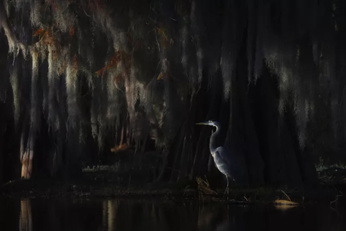 Marchegiani, Roberto: Great Blue Heron