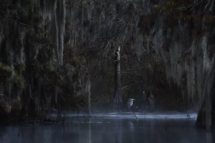 Marchegiani, Roberto: Great Blue Heron