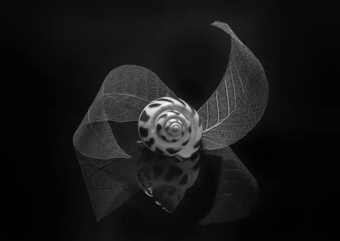 Sheng, Alice: still life 118