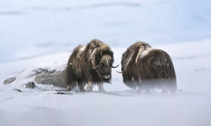 Barisone, Marco: Muskulöser Stier