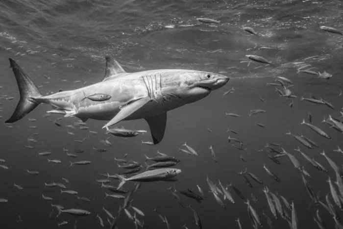 Melesan, Serge: Guadalupe Island