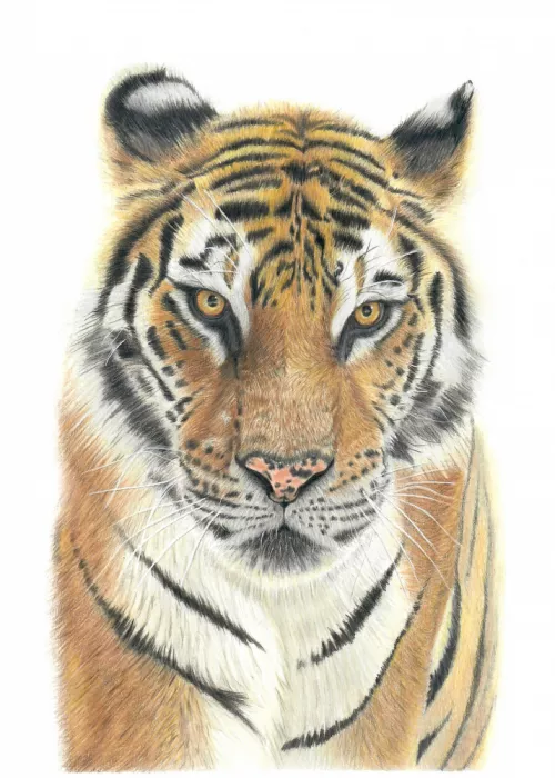 Diehn, Angelica: Tigre