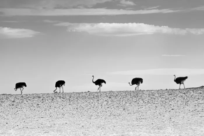 Kreiten, Mike: Ostrich Parade