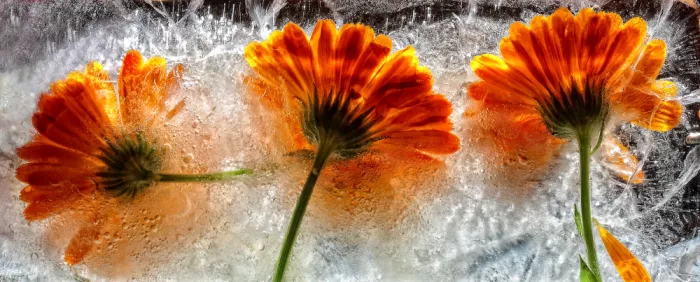 Losada, Secundino: Frozen marigold