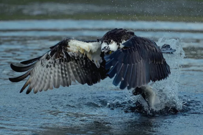 Lam, Gavin: Falco pescatore