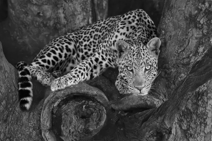 Zuo, Jun: Leopardo en un árbol