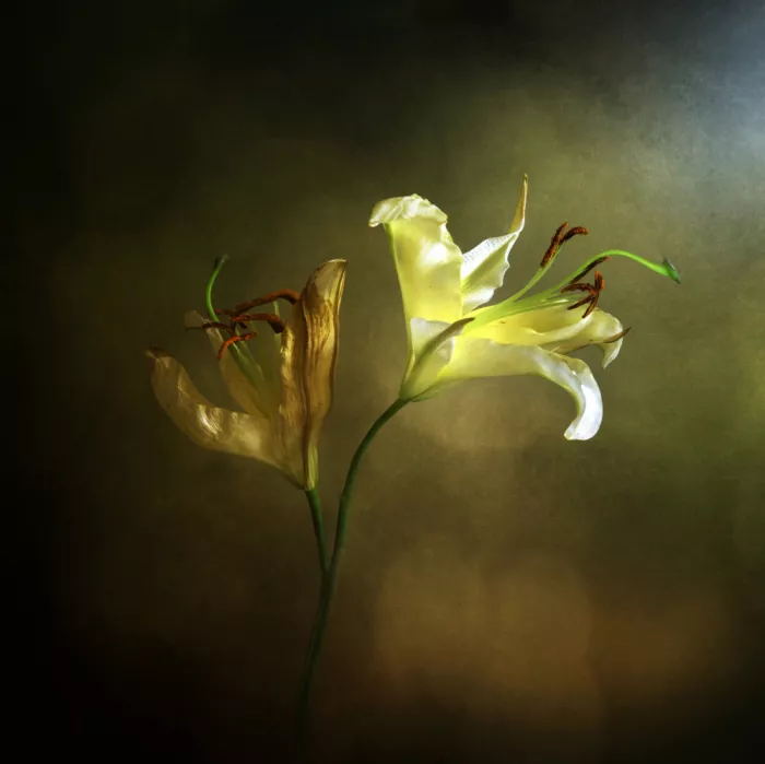Halaby, Margaret: Lilies