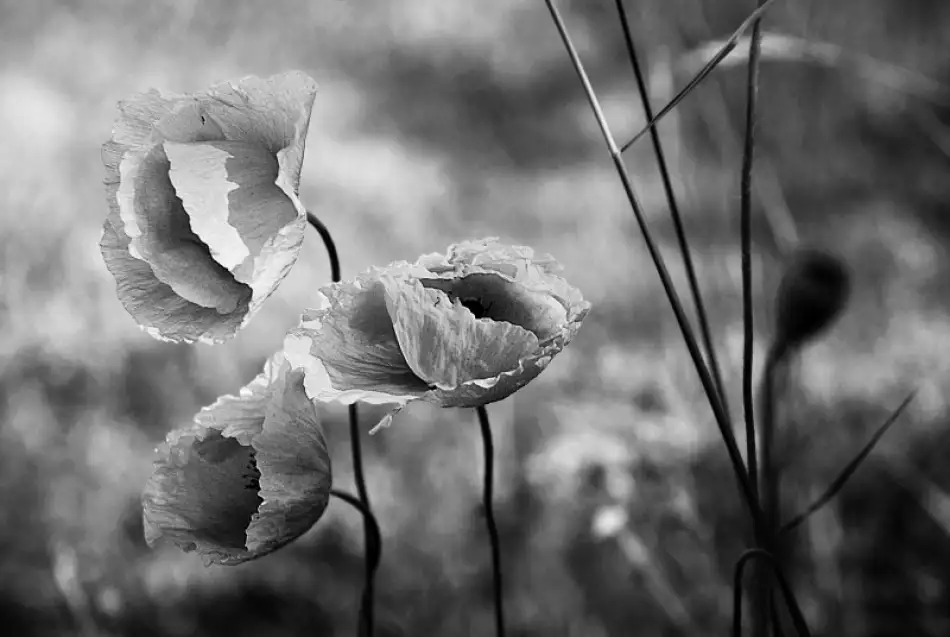 Gabor, Nicoleta: final summer breath