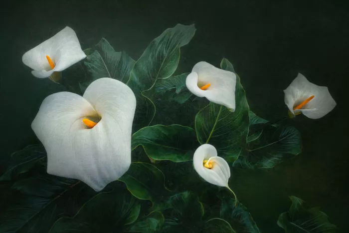 Wang, Catherine: Calla-Lilie