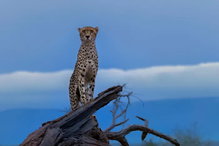 Zuo, Jun: Cheetah