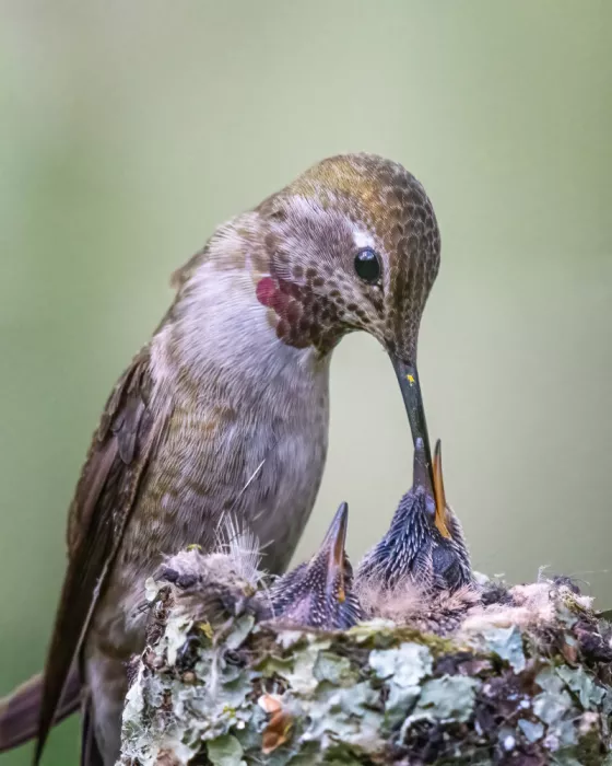 Lipinghu: Mamma mi ha nutrito per crescere