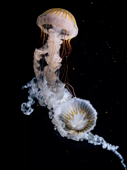 Aliace/uesan: Two Sea Nettle