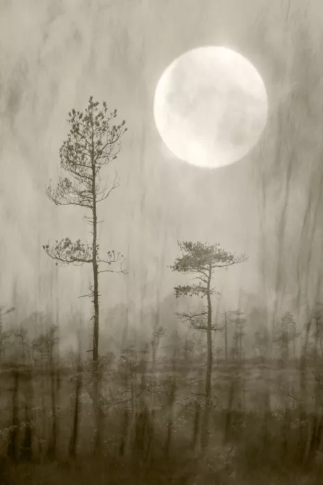Sillen, Christina: Moonlight Moor