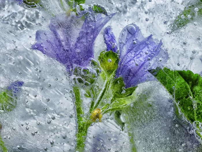 Losada, Secundino: Frozen Mallow