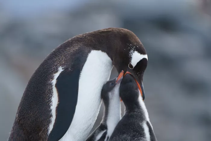 Li, Z. Michael: Gentoo Penguin and Its Babies