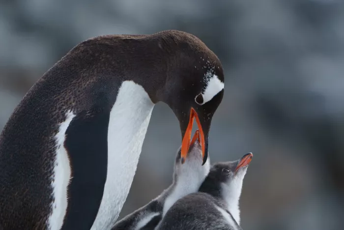 Li, Z. Michael: Gentoo Penguin and Its Babies