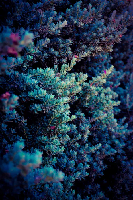 Paz-Fridman, Tal: Spring