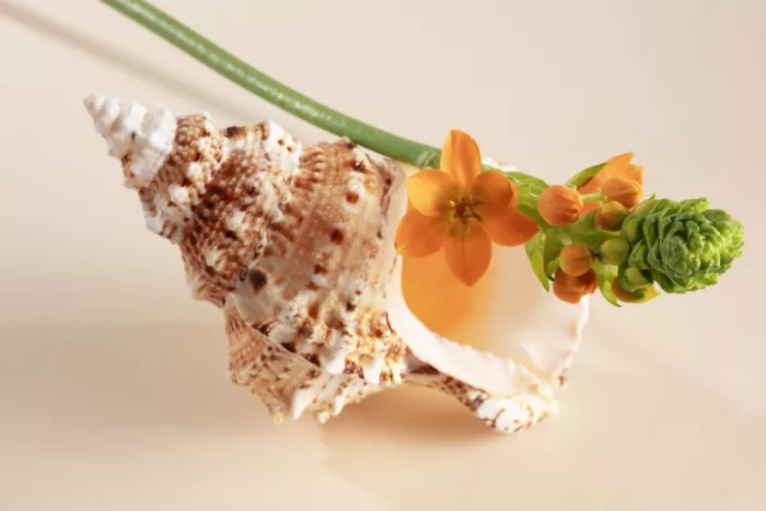 Ramiro, Julia: Blume und Muschel
