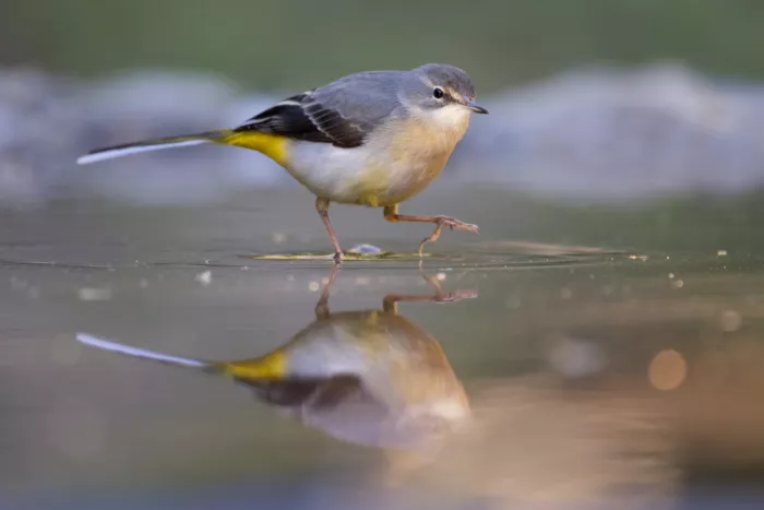 Bolla, Paolo: Grey Wagtail