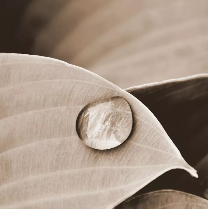 Sillen, Christina: Hosta y gota de agua