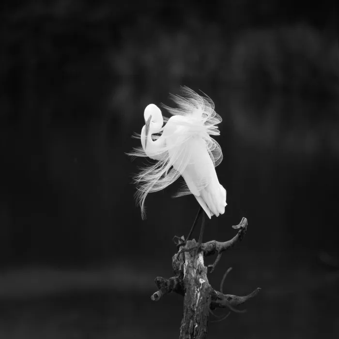 Gong, Yun: Fairy spirit