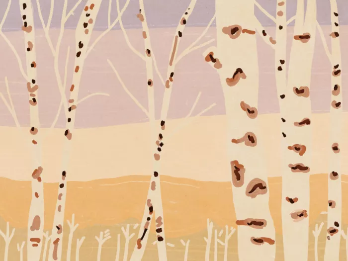 Dean, Little: Paysage de forêt de bouleaux