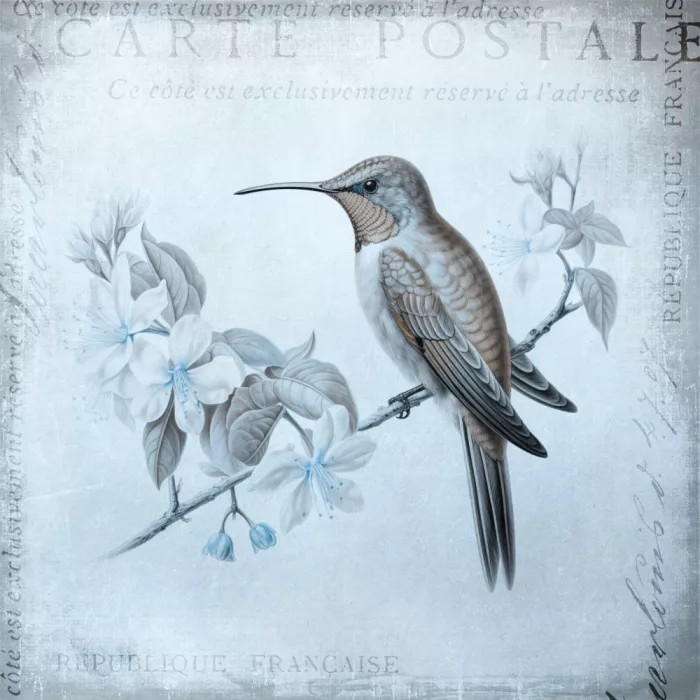 Haase, Andrea: Romance du Colibri Bleu Aqua