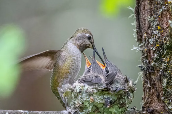 Lipinghu: Bellissima posa della madre colibrì che nutre il suo piccolo