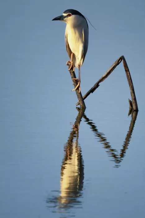 Allam, Abdelkader: Reflection