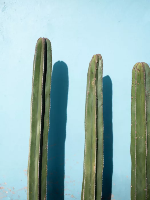 Zwart, Raisa: Cacti on Light Blue | Oaxaca Mexico