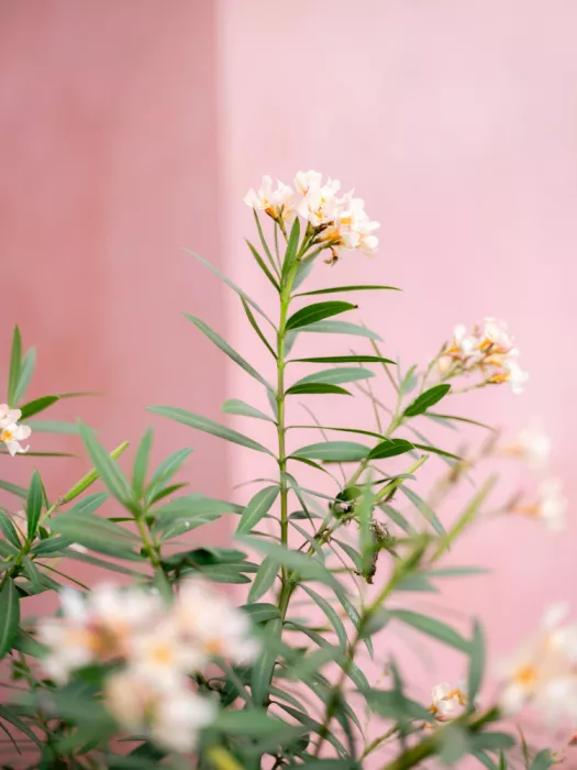 Zwart, Raisa: Verdi teneri e rosa | Botanica Oaxaca Messico