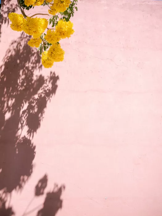 Zwart, Raisa: Giallo e rosa | Oaxaca Mexico