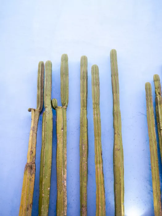 Zwart, Raisa: Tall Cacti on Blue | Oaxaca Mexico Travel