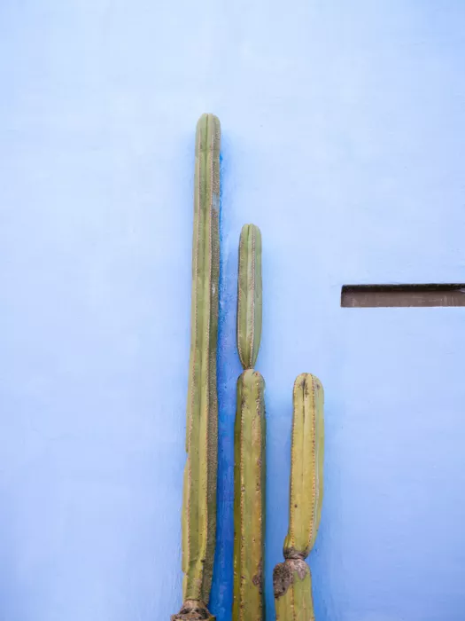Zwart, Raisa: Tall Cacti on Blue | Oaxaca Mexico Travel