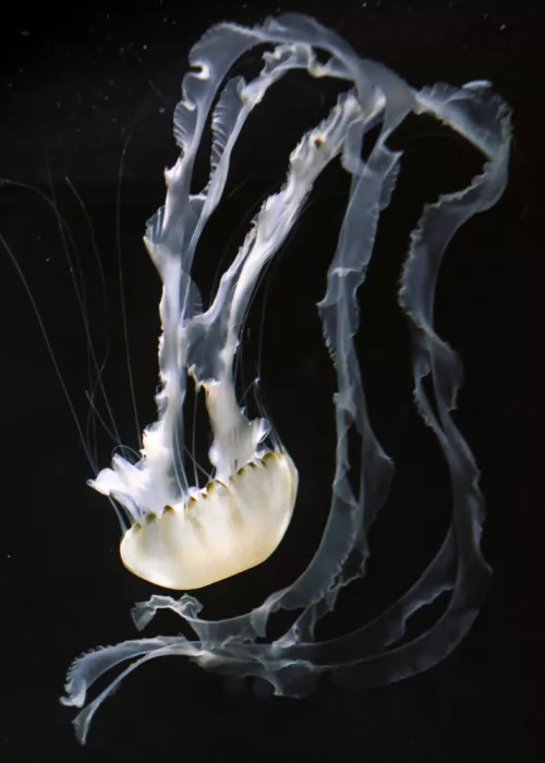 hiro: Jellyfish Dance