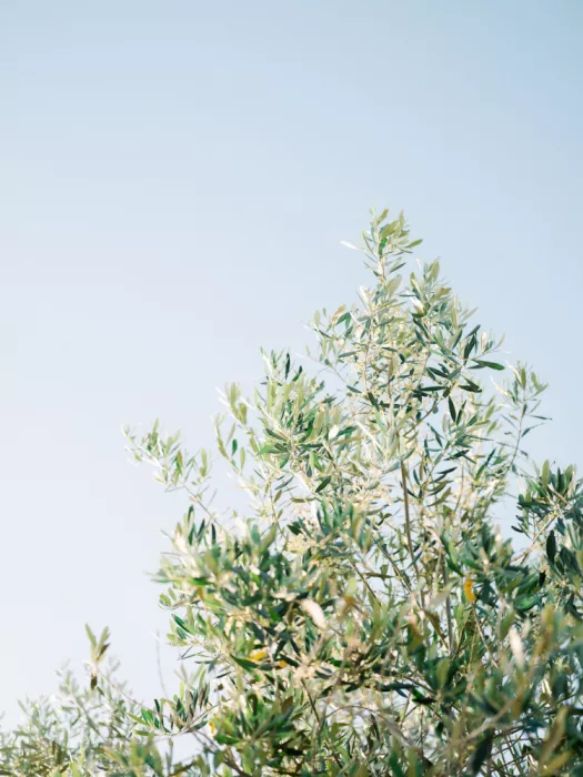 Zwart, Raisa: Oliven in Ostuni | Italien Reisefotografie